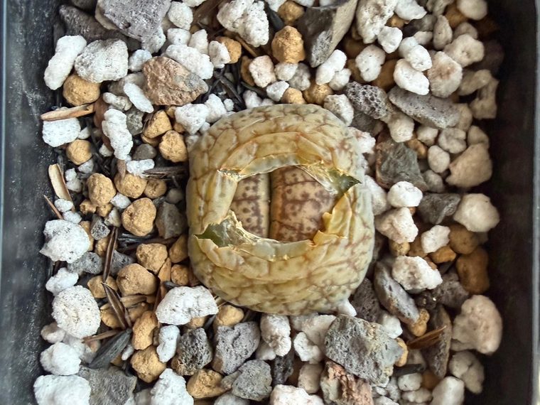Lithops pseudotruncatella com novas folhas surgindo da fenda