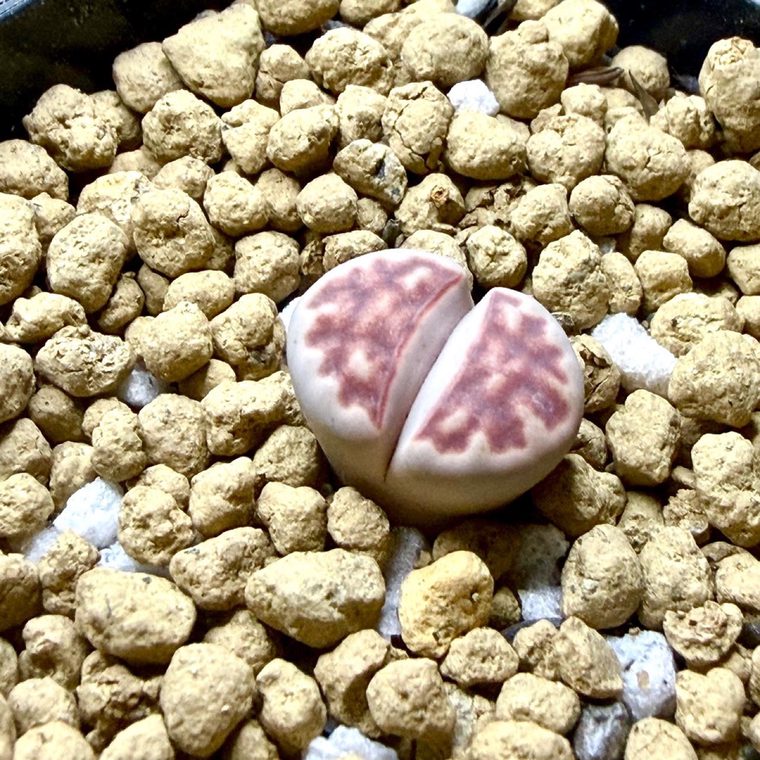Lithops karasmontana ‘Red Top’