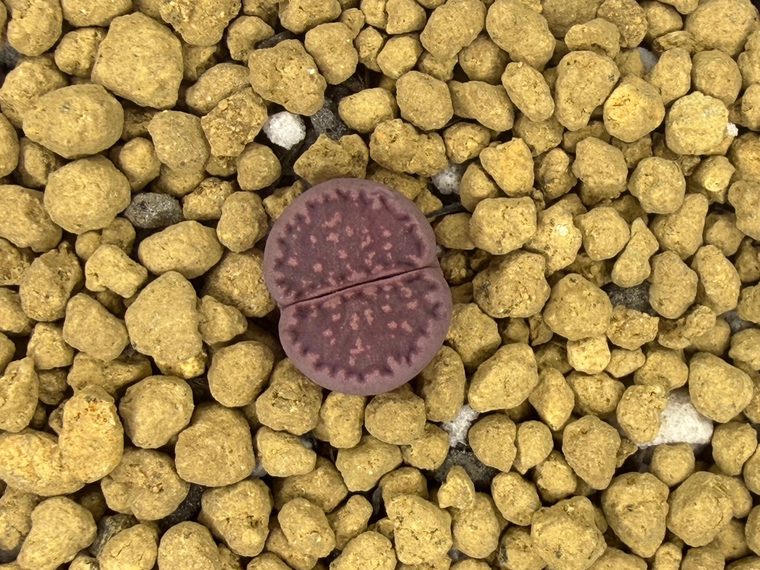 Lithops salicola